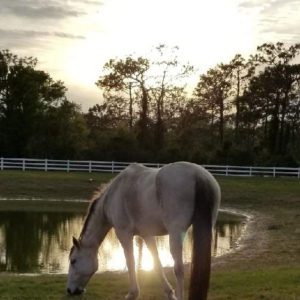 Horse with sunset in background