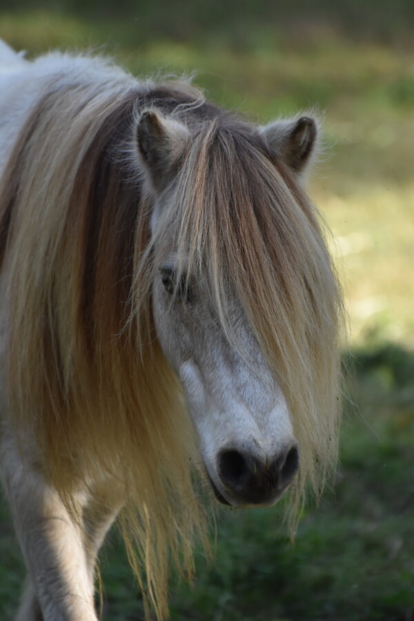 A horse with long hair is standing in the grass.
